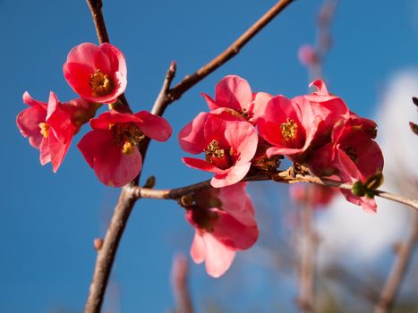 japanese quince flowering in early springtime