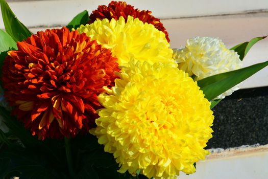 Dahlia Autumn flowers in red, yellow and white colour