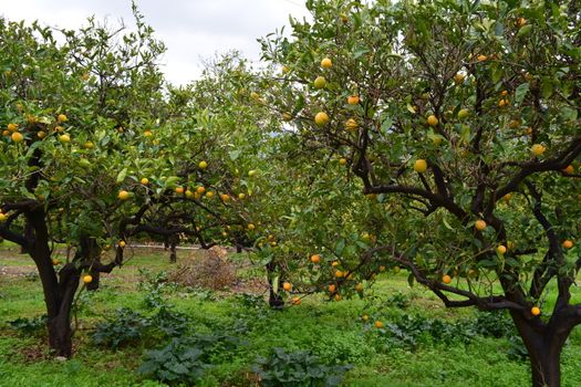 A forest of trees with oranges