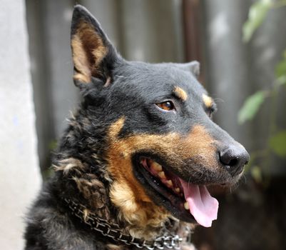 Portrait of mature dog sitting on the backyard