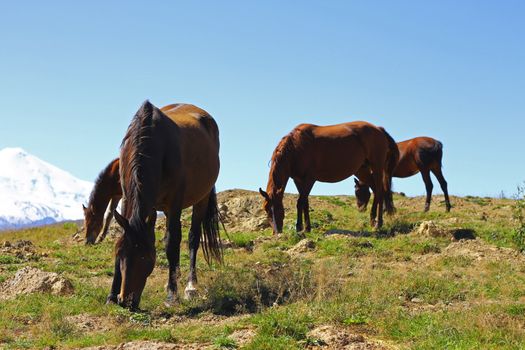 Horses on the summer autumn caucasus meadow