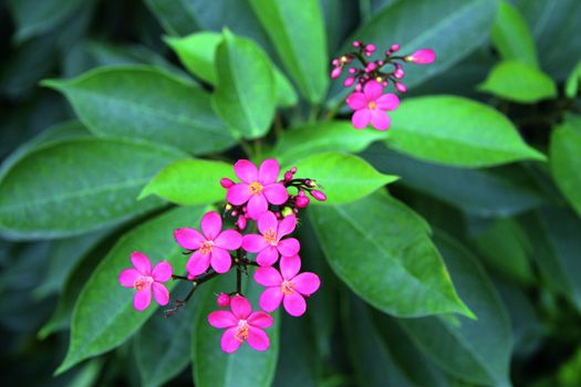 Exotic pink flower blooming on the branch of bush