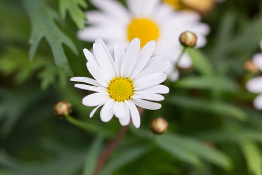 white flower in a garden