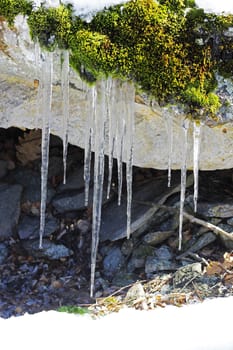 Frozen icicles hanging from the stone in the forest