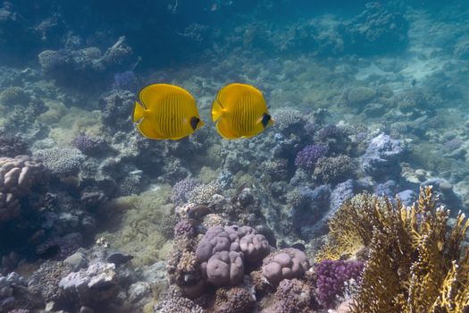 coral reef with butterflyfishes at the bottom of tropical sea