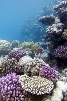 coral reef with violet hard corals at the bottom of tropical sea