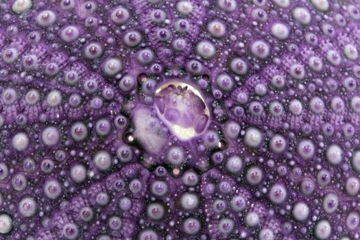 isolated great skeleton of sea shell violet  echinoidea - macro