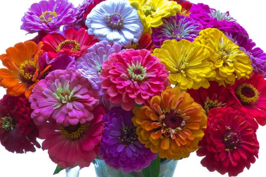 bunch of colorful flowers of zinnia on white background  - close up