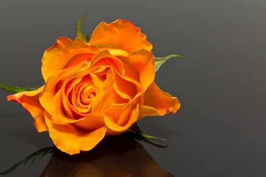 single flower of yellow rose isolated on dark background