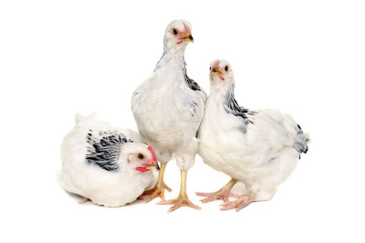 Chickens is standing and looking. Isolated on a white background.