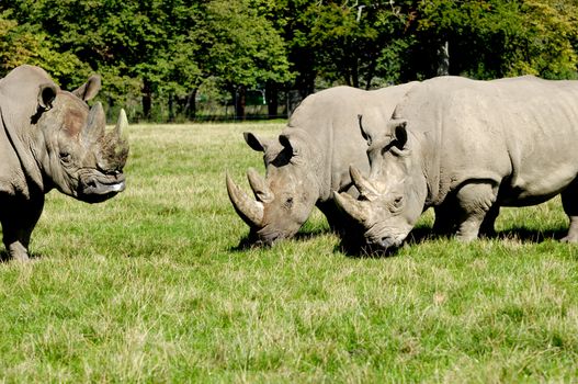 Group of rhino are standing and looking on green grass