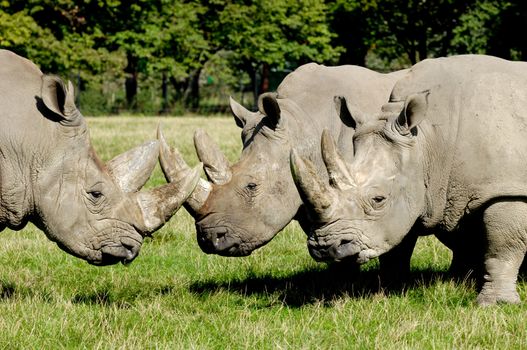 Group of rhino are standing and looking on green grass