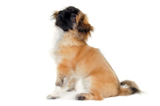 A sweet puppy dog is sitting and resting on a white background