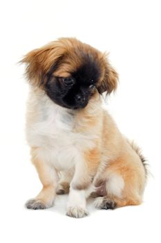 A sweet puppy dog is sitting and resting on a white background