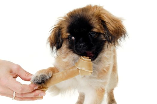 Sweet puppy dog is eating a bone, isolated on a white background.