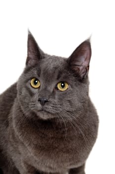 Face of gray cat on white background