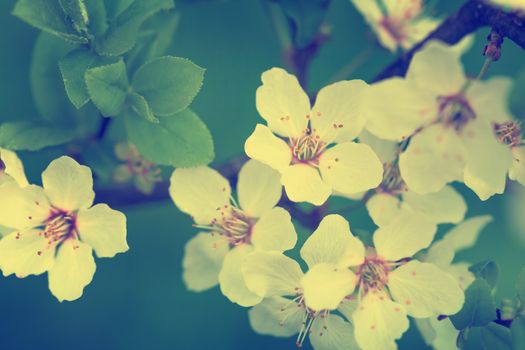 Retro spring background with white plum flowers