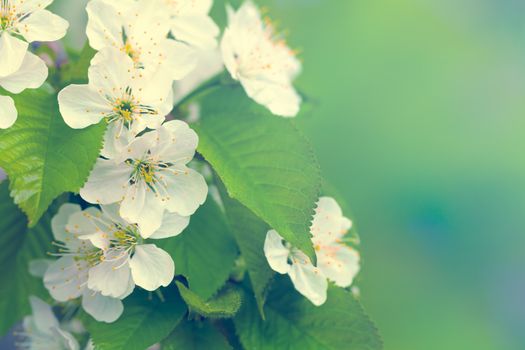 White cherry flowers for spring background. Copy space