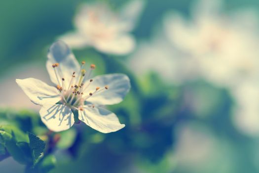 White plum flower for spring background. Copy space