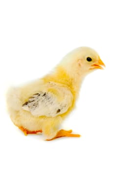 Sweet baby chicken is standing on a clean white background.