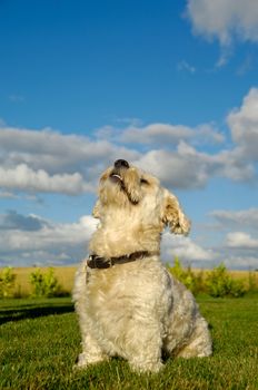 A Bichon Havanais dog resting in the sun
