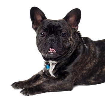 Sweet dog is resting on a clean white background. The name of the breed is a French Bulldog. Some people also call it a bouledogue bran�ais. 