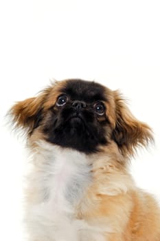 A sweet puppy is looking up. Taken on a white background
