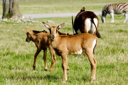 Antelopes on green grass