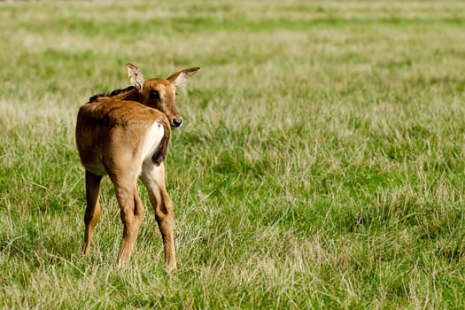 Alone antelope baby
