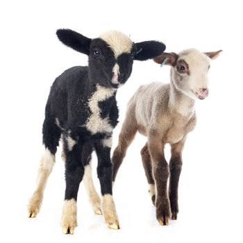 young lambs in front of white background