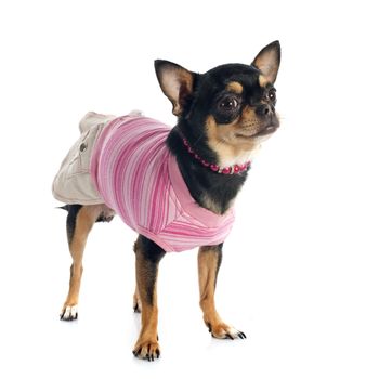 dressed  chihuahua in front of white background