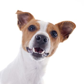 portrait of a purebred jack russel terrier in studio