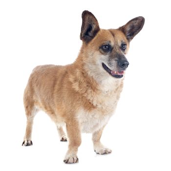 Welsh Corgi in front of white background