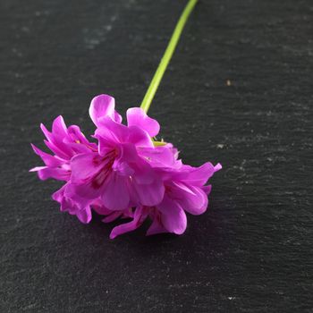 A Pink geranium over black stone background