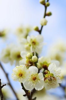 UME Japanese plum-blossom in Osaka Japan