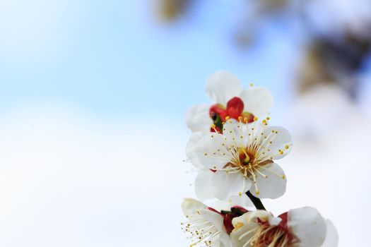 UME Japanese plum-blossom in Osaka Japan