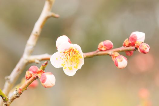 UME Japanese plum-blossom in Osaka Japan