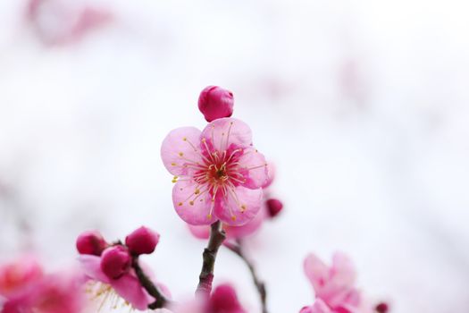 UME Japanese plum-blossom in Osaka Japan