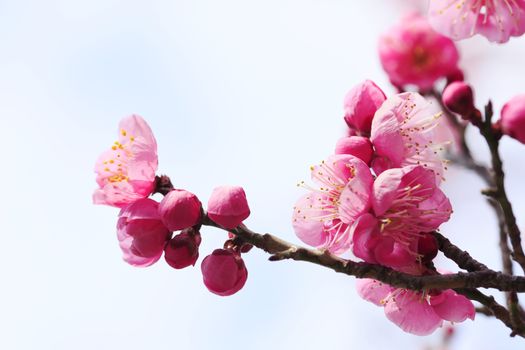 UME Japanese plum-blossom in Osaka Japan