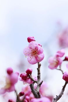 UME Japanese plum-blossom in Osaka Japan