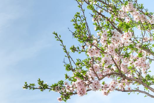Spring blooming almond tree with flowers and foliage against blue sky