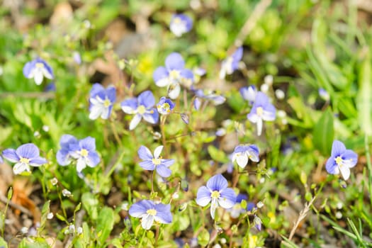 Small blue spring flowers on the sunlit meadow. Closeup photography.