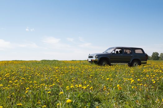  car costs in the field with dandelions