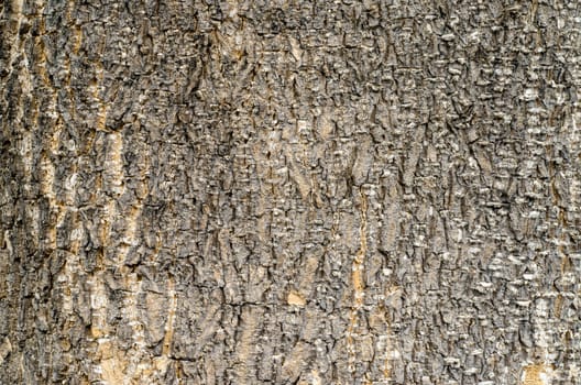 Tree Bark. Detailed.Texture effect.filling the frame 