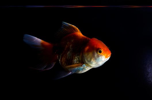 Gold fish on a blackbackground 