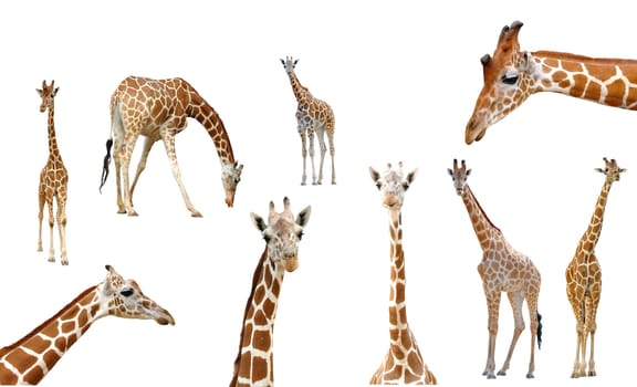 giraffe isolated on white background
