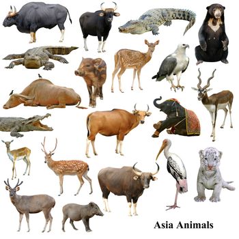 asian animals collection isolated on white background
