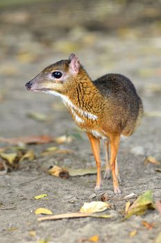 lesser mouse deer (Tragulus javanicus)