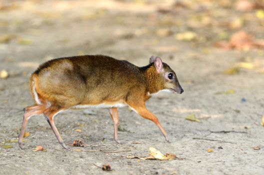 lesser mouse deer (Tragulus javanicus)