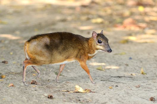 lesser mouse deer (Tragulus javanicus)